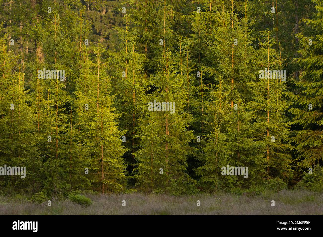 Ein bewirtschafteter junger norwegischer Fichtenwald an einem Sommerabend in Estland, Nordeuropa Stockfoto