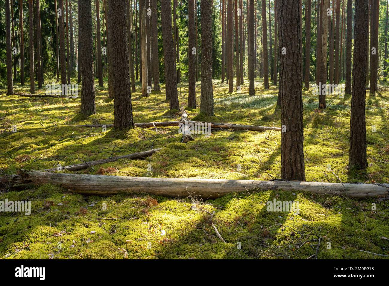 Ein sonniger Tag in einem Pinienwald im Norden Lettlands, Europa Stockfoto