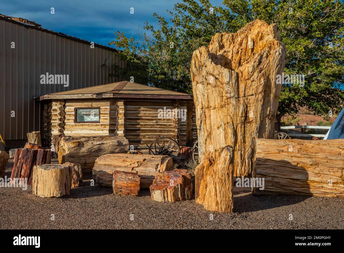 Weltweit größter versteinerter Baumstamm am Geronimo Trading Post an der Route 66 in der Nähe von Holbrook, Arizona, USA [Keine Veröffentlichung von Eigentum; nur redaktionelle Lizenzierung] Stockfoto