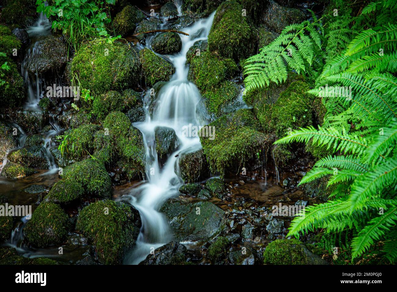 Wasserfall im südlichen Küstengebiet von Oregon Stockfoto