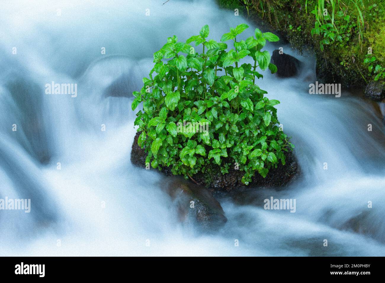 Südliche Küste Oregons Stockfoto