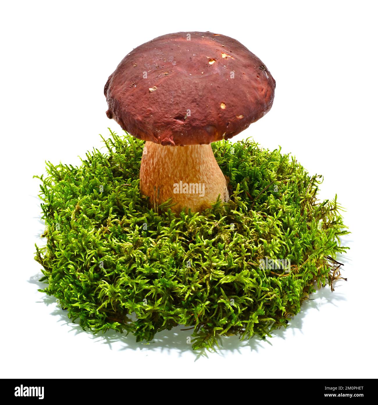 Boletus edulis-Pilz auf Moos isoliert Stockfoto