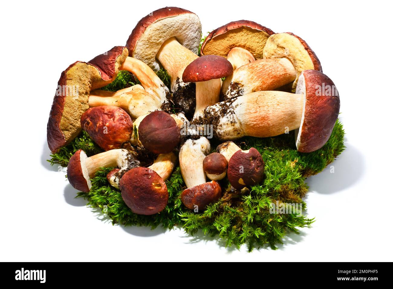 Boletus edulis-Pilze auf Moos isoliert Stockfoto