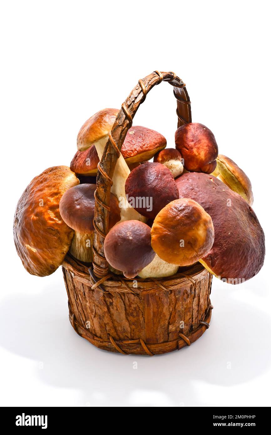 Rindenkorb mit wunderschönen Pilzen Stockfoto