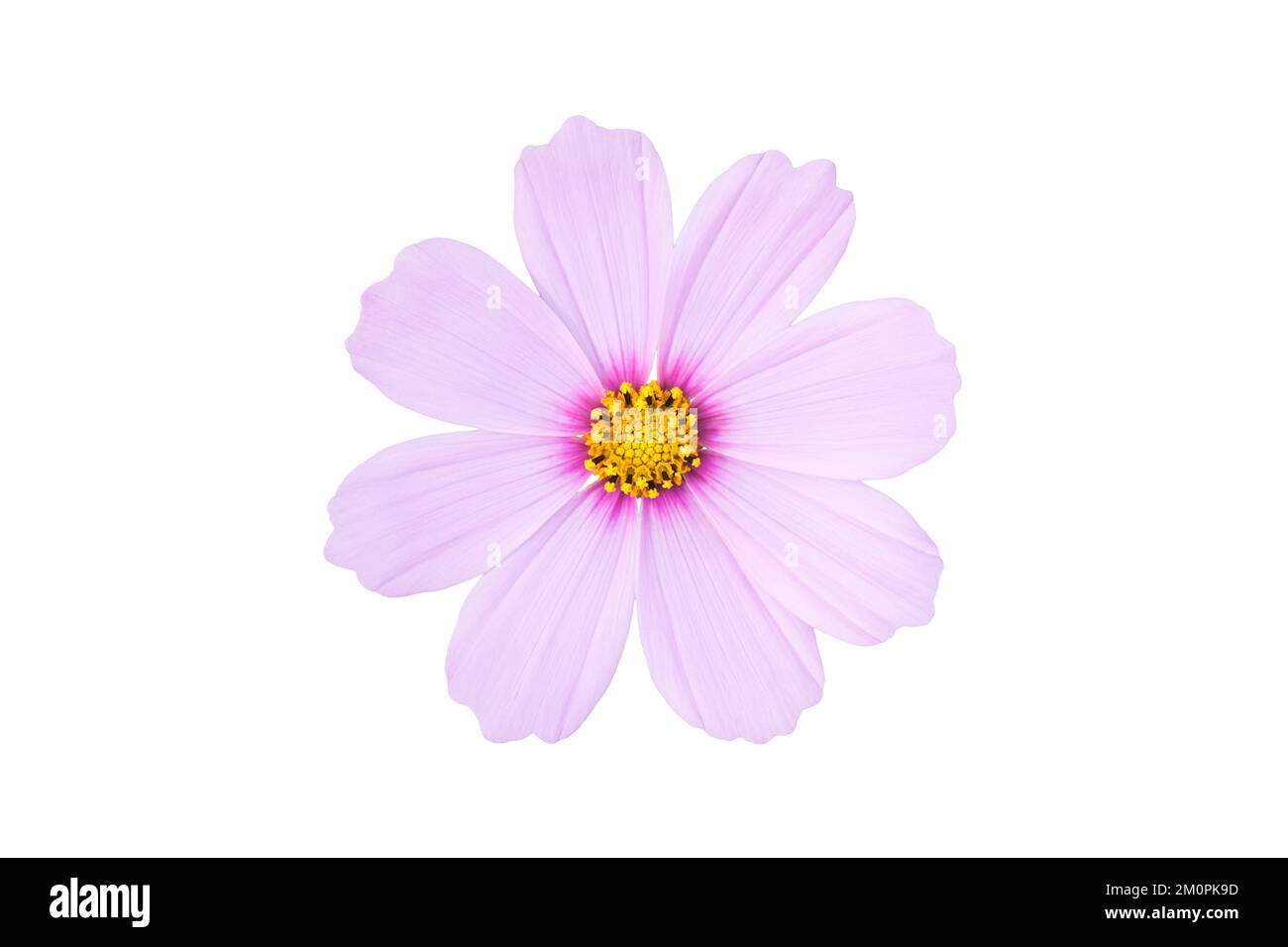 Rosa Cosmos bipinnatus-Blume isoliert auf weißem Hintergrund. Ziergartenpflanze Cosmos bipinnatus NahMakro. Stockfoto