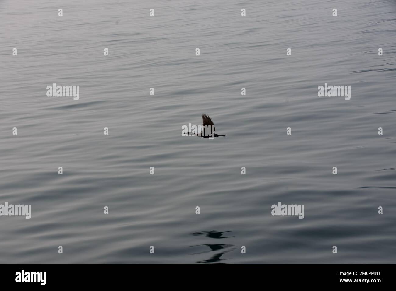 Arktischer Vogel, der über einem ruhigen Ozean fliegt Stockfoto