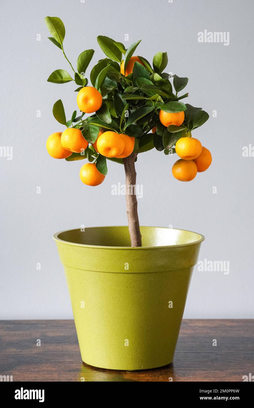Calamondin Orangenbaum, Zitruspflanze, Topfpflanze, Inneneinrichtung Stockfoto