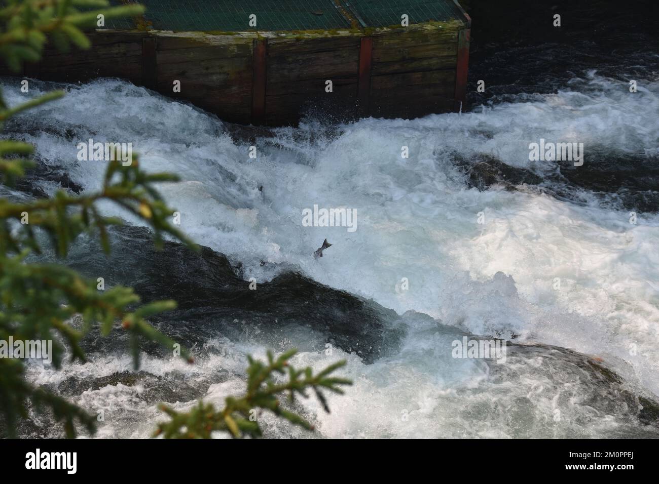 Lachse springen in brüllenden Fluss Stockfoto