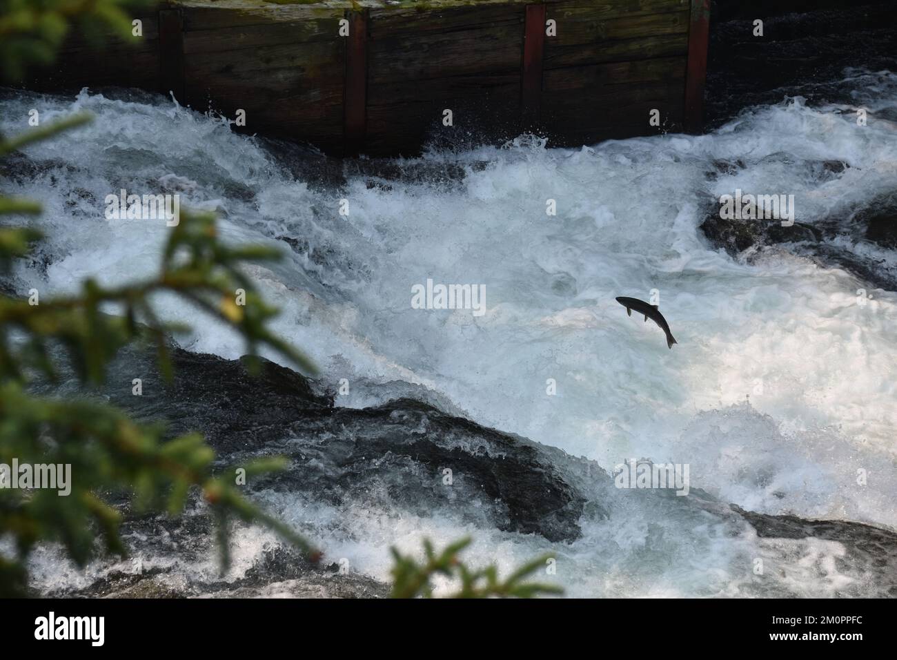 Lachse springen in brüllenden Fluss Stockfoto