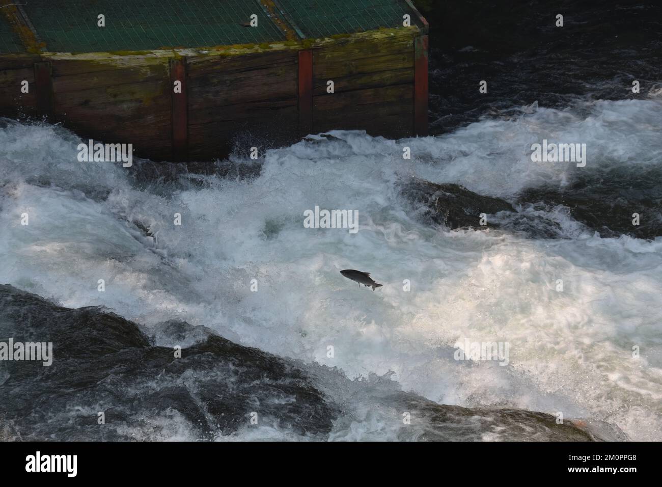 Lachse springen in brüllenden Fluss Stockfoto