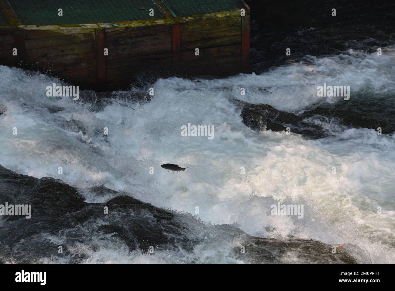 Lachse springen in brüllenden Fluss Stockfoto