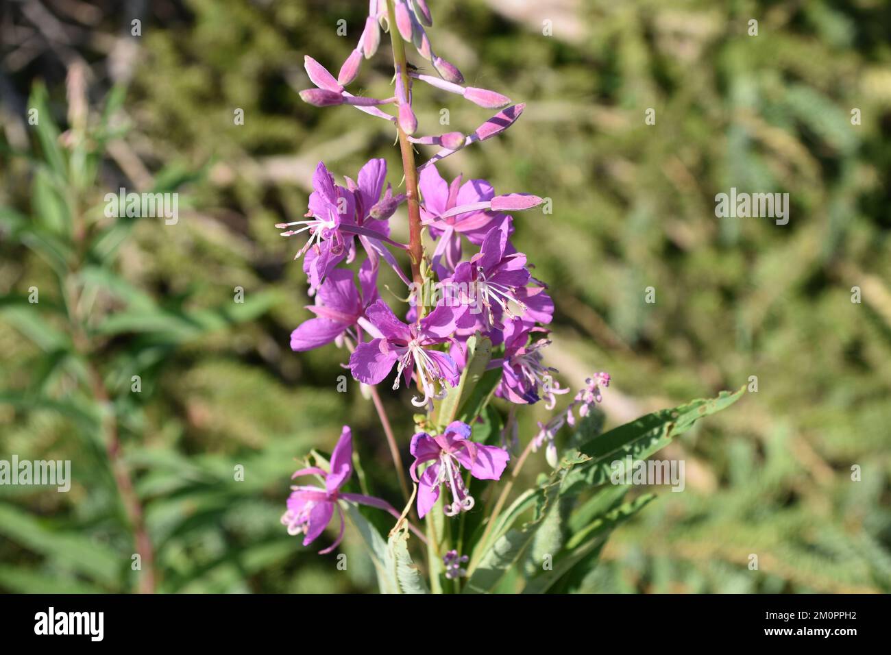 Lila Wildblumen in der Blüte Stockfoto