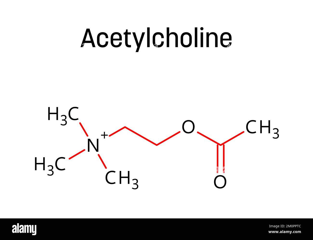 Die Molekularstruktur des Acetylcholins. Acetylcholin ist ein Neurotransmitter, der im menschlichen Körper eine wichtige Rolle spielt. Vektorstrukturformel einer chemischen Verbindung mit roten Bindungen und schwarzen Atommarkierungen. Stock Vektor