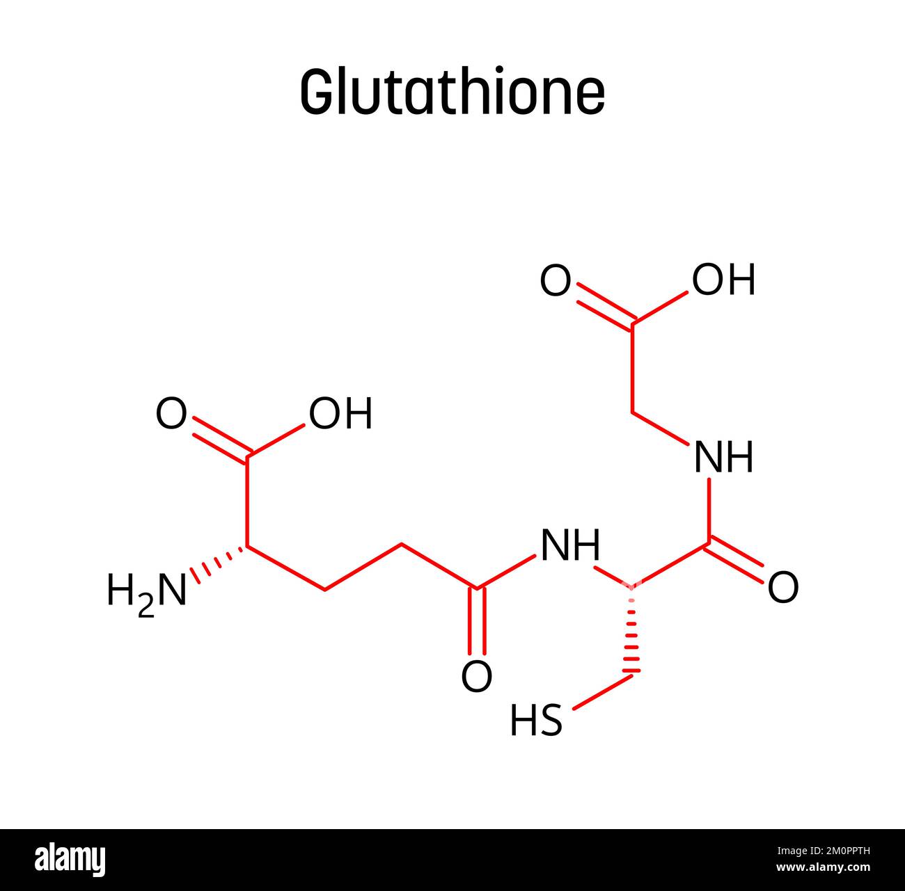 Die molekulare Struktur des Glutathions. Glutathion ist ein Antioxidans in Pflanzen, Tieren, Pilzen, Bakterien und Archäen. Vektorstrukturformel einer chemischen Verbindung mit roten Bindungen und schwarzen Atommarkierungen. Stock Vektor