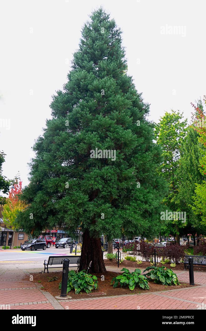 Big Tree, Giant Sequoia, Sierra Redwood, Wellingtonia (Sequoidendron giganteum) – wächst im Memorial Peace Park, Maple Ridge, B.C., Kanada. Stockfoto