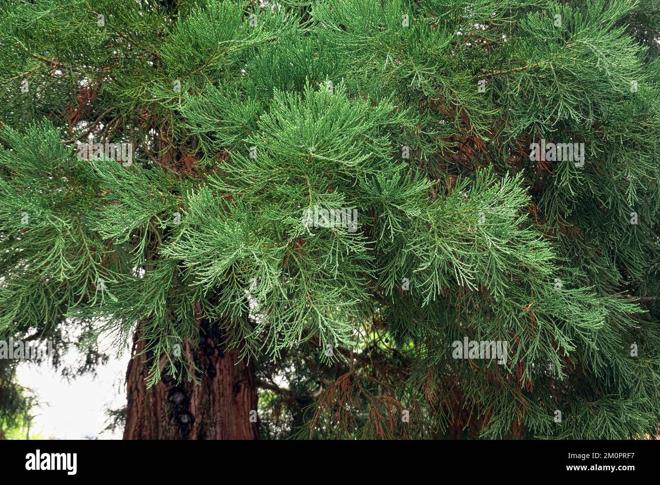 Big Tree, Riesenmammutbäume, Sierra Redwood, Wellingtonia (Sequoidendron gigantium) - Nahaufnahme der grünen Blätter und Äste. Stockfoto