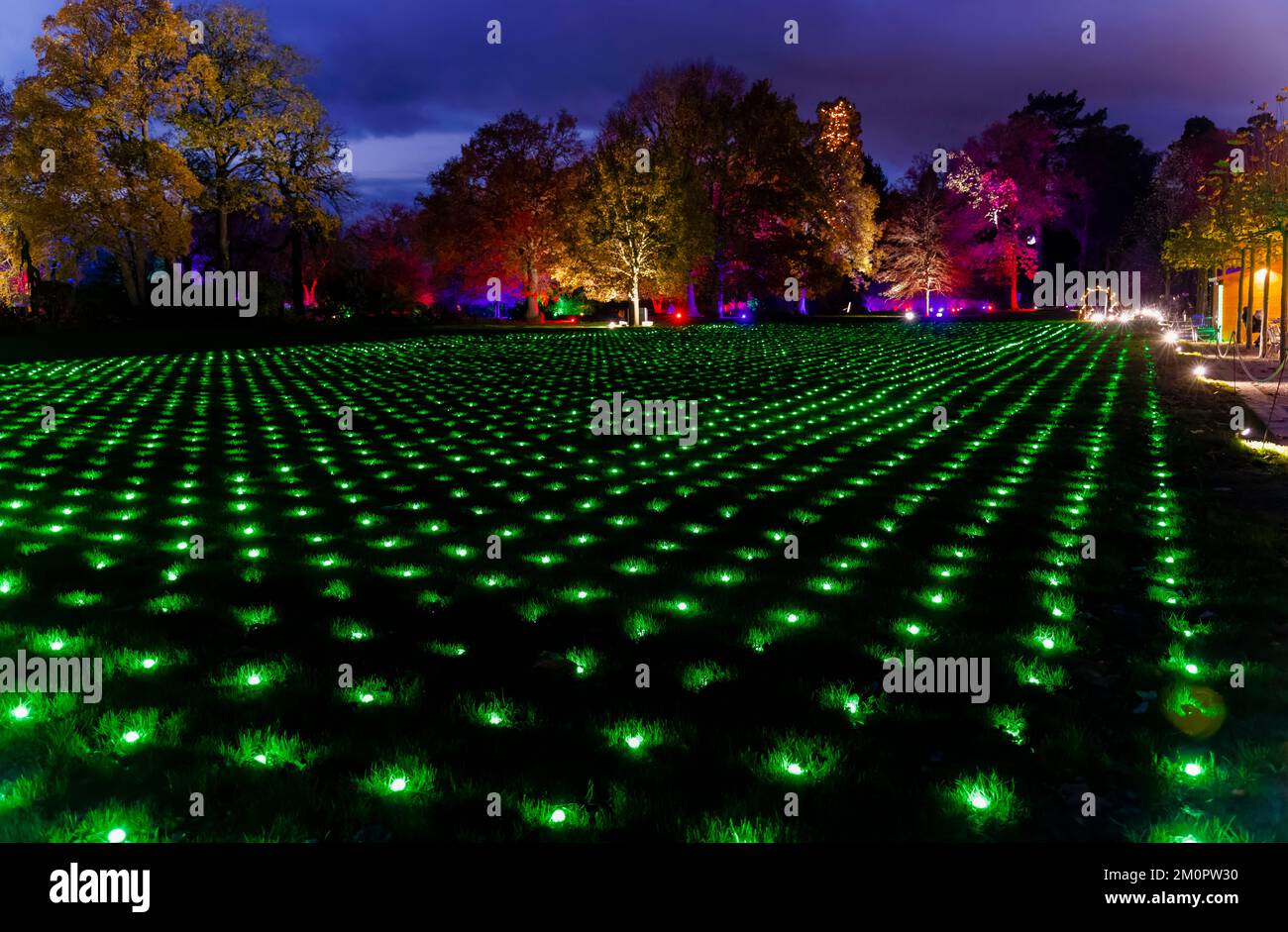 Ein Rasen voller grüner Lichter bei der alljährlichen Weihnachtsglanzveranstaltung 2022 im RHS Garden Wisley, Surrey, Südostengland, mit farbenfroher Beleuchtung bei Nacht Stockfoto