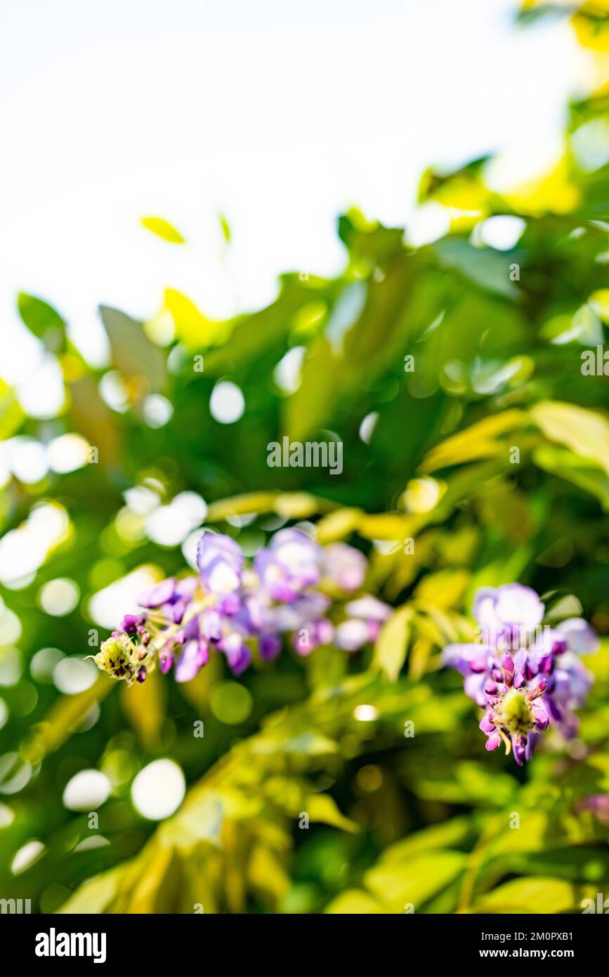 Wisteria, ein lausiger Kletterstrauch, der im Mai oder Juni Duftblütenanhänger trug. Stockfoto