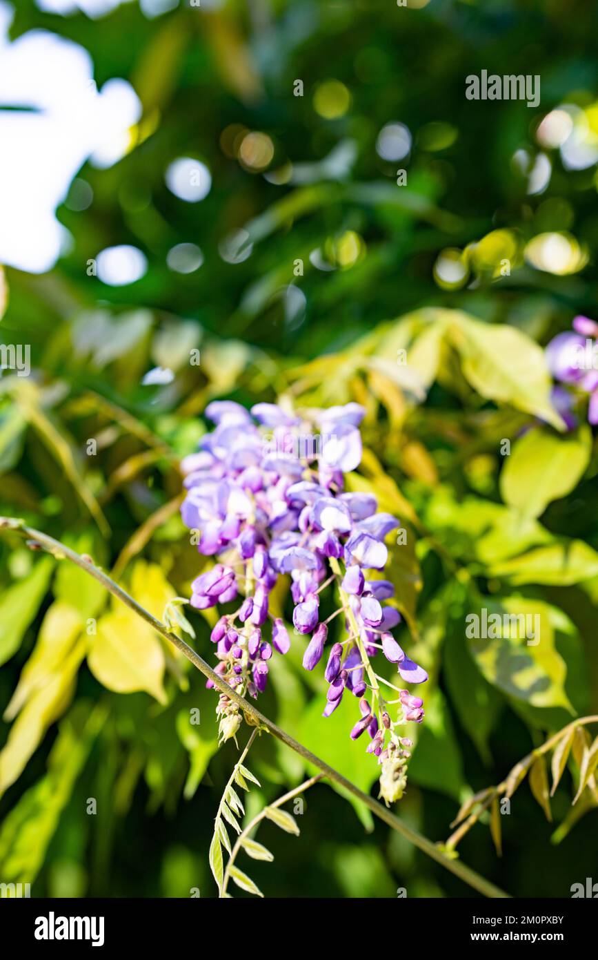 Wisteria, ein lausiger Kletterstrauch, der im Mai oder Juni Duftblütenanhänger trug. Stockfoto