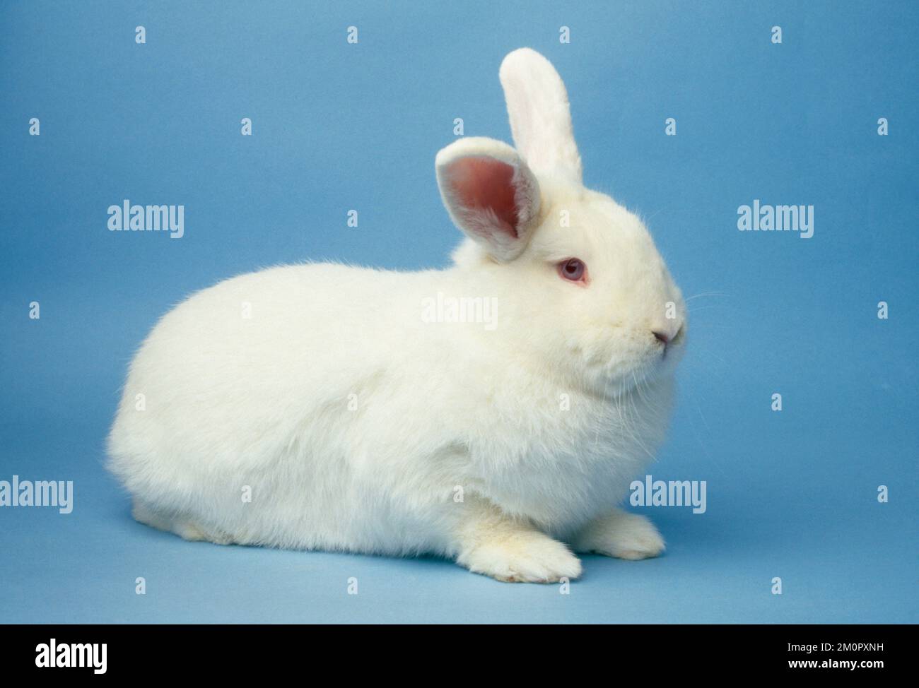 KANINCHEN - Neuseeländisches weißes Kaninchen Stockfoto
