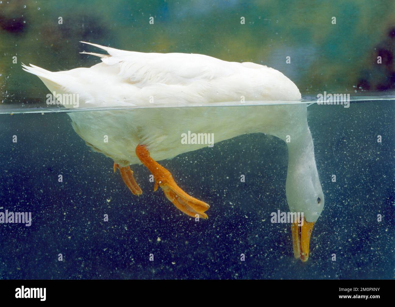 Aylesbury Duck - einheimisch, über und unter Wasser Stockfoto