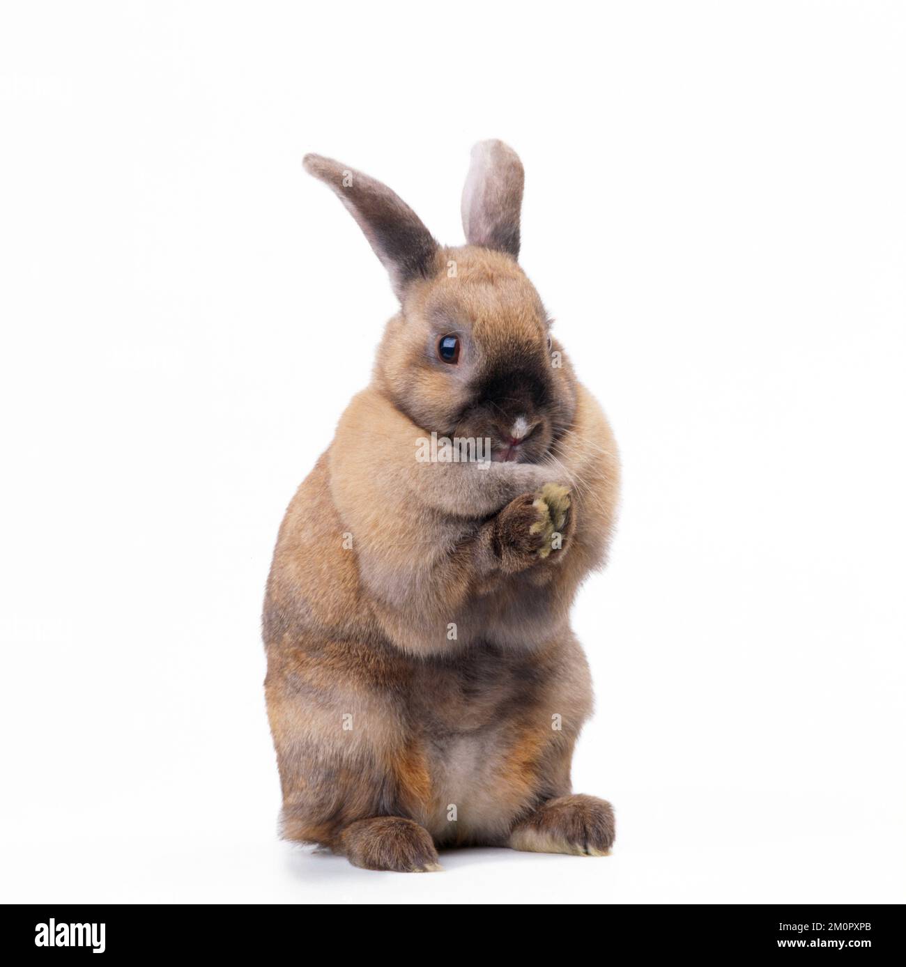 Kaninchen - auf Hinterbeinen sitzen Stockfoto
