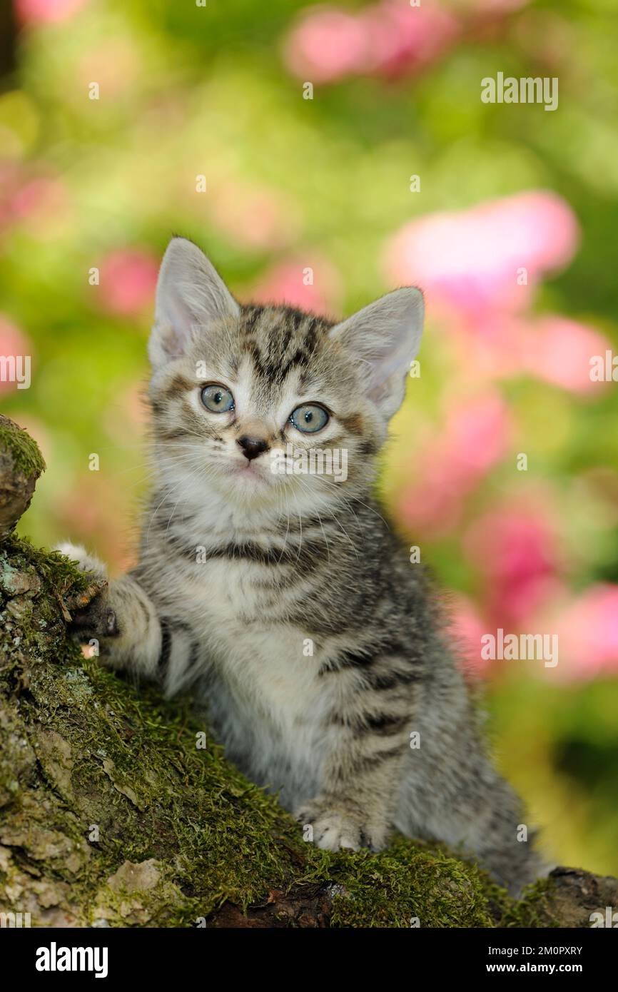Best.-Nr. Kätzchen (7 Wochen alt) im Baum Stockfoto