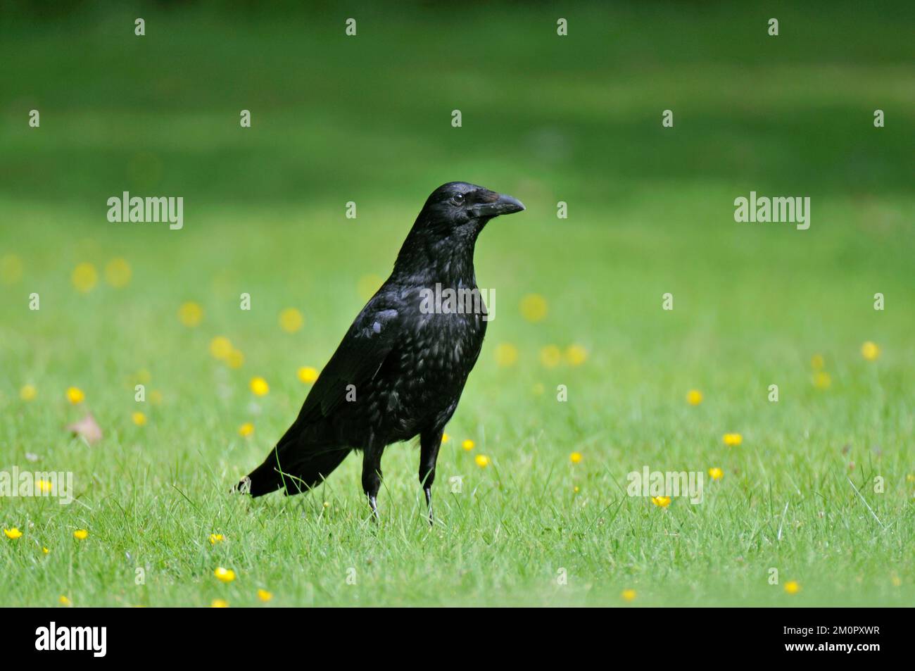 Aaskrähe - auf Gras Stockfoto