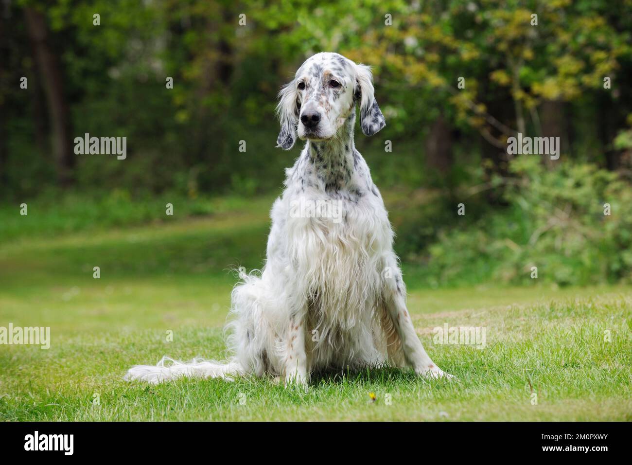 HUND. Englischer Setter setzt sich Stockfoto