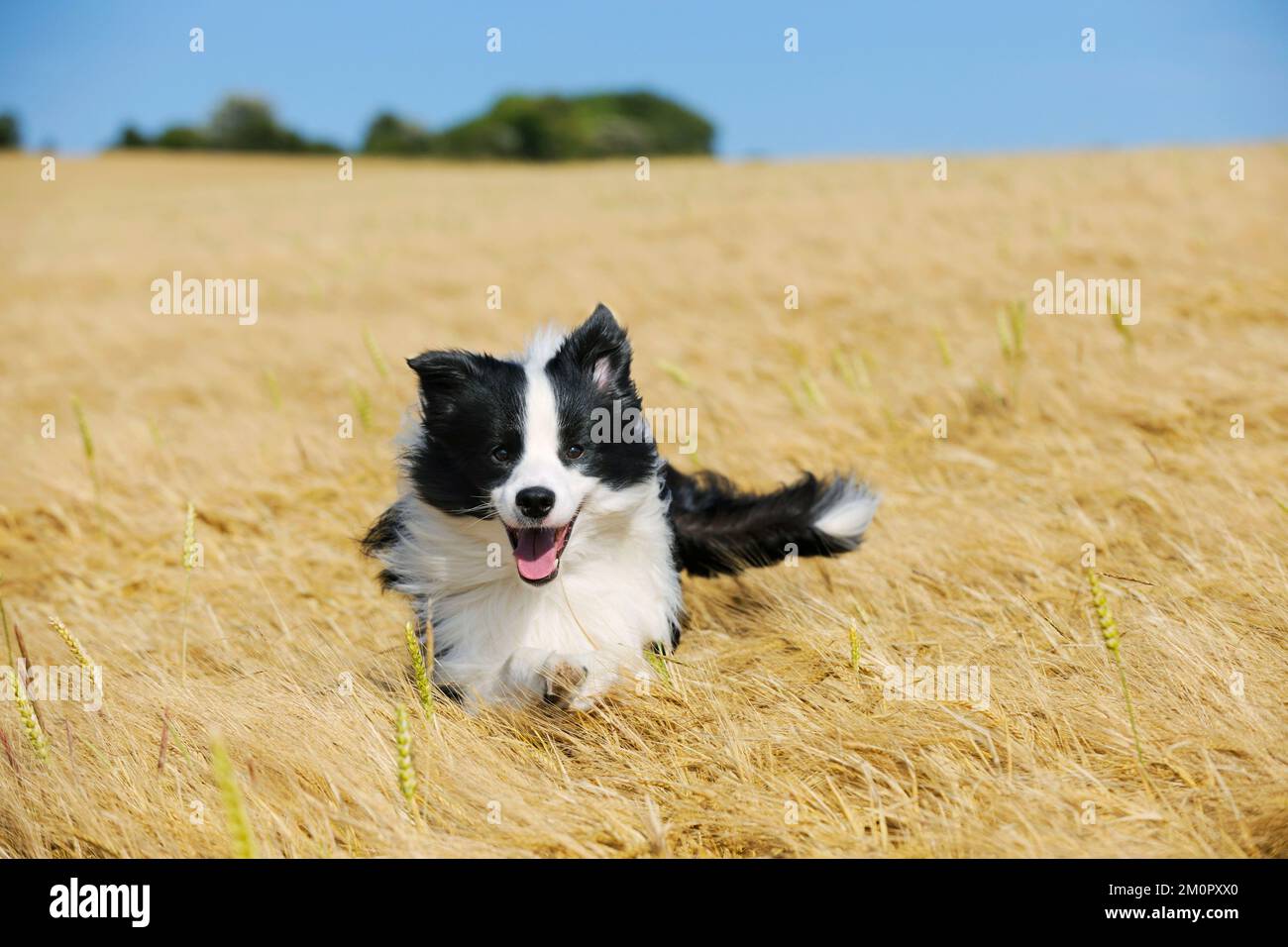 Hund. Border Collie ist unterwegs Stockfoto