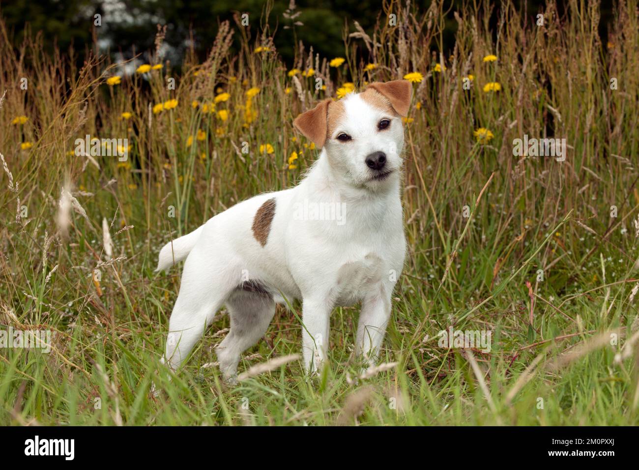 HUND - Jack Russell Terrier Stockfoto