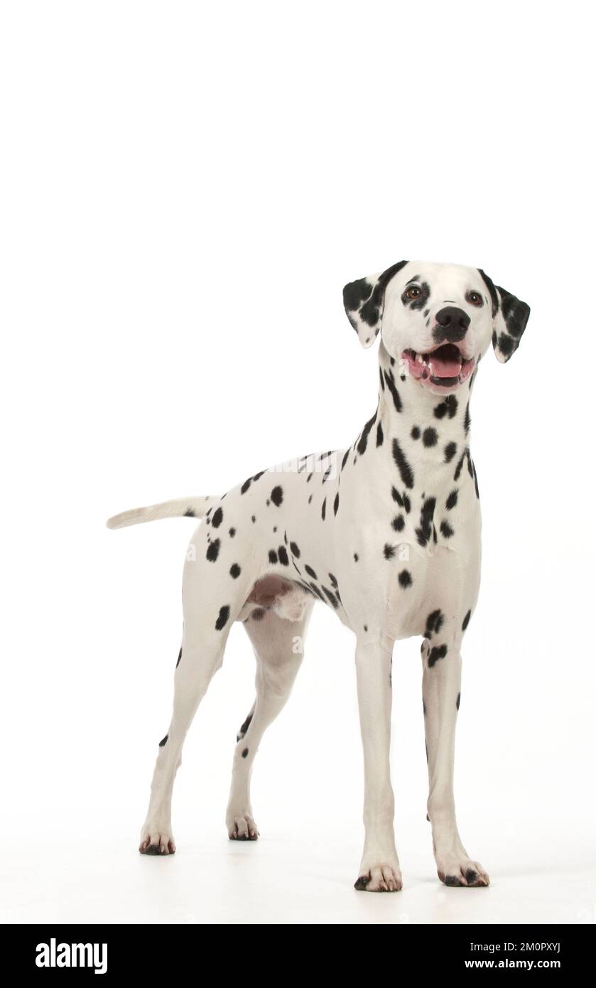 HUND - Dalmatiner Stand Stockfoto