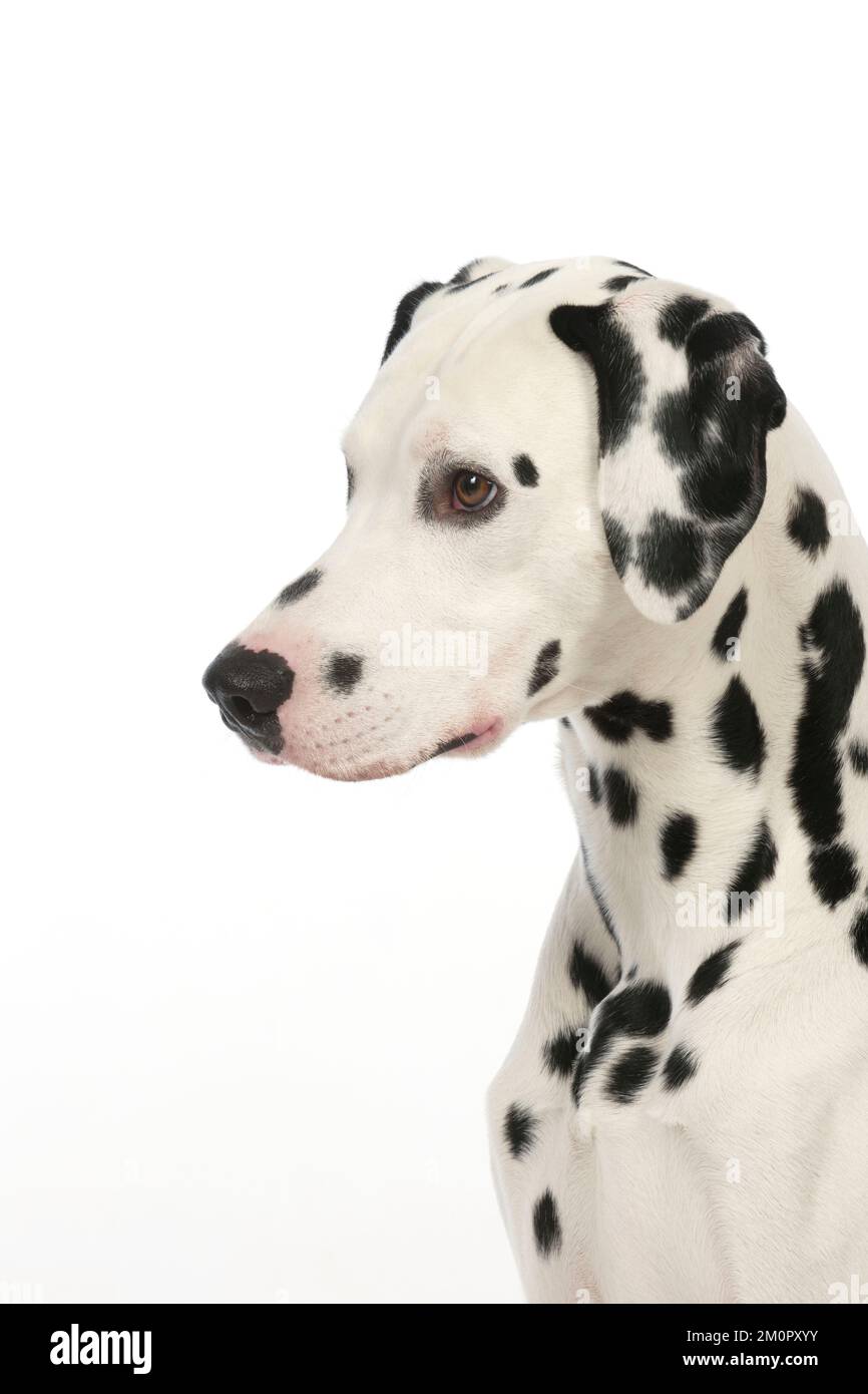 HUND - Dalmatiner (Kopfschuss) Stockfoto
