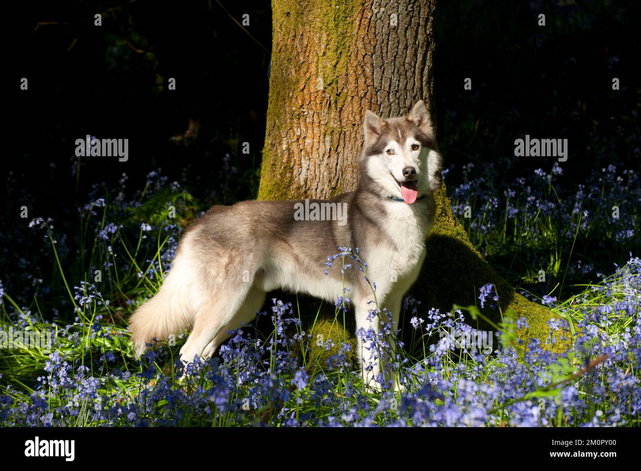 HUND - Sibirischer Husky, der in Blauglocken steht Stockfoto