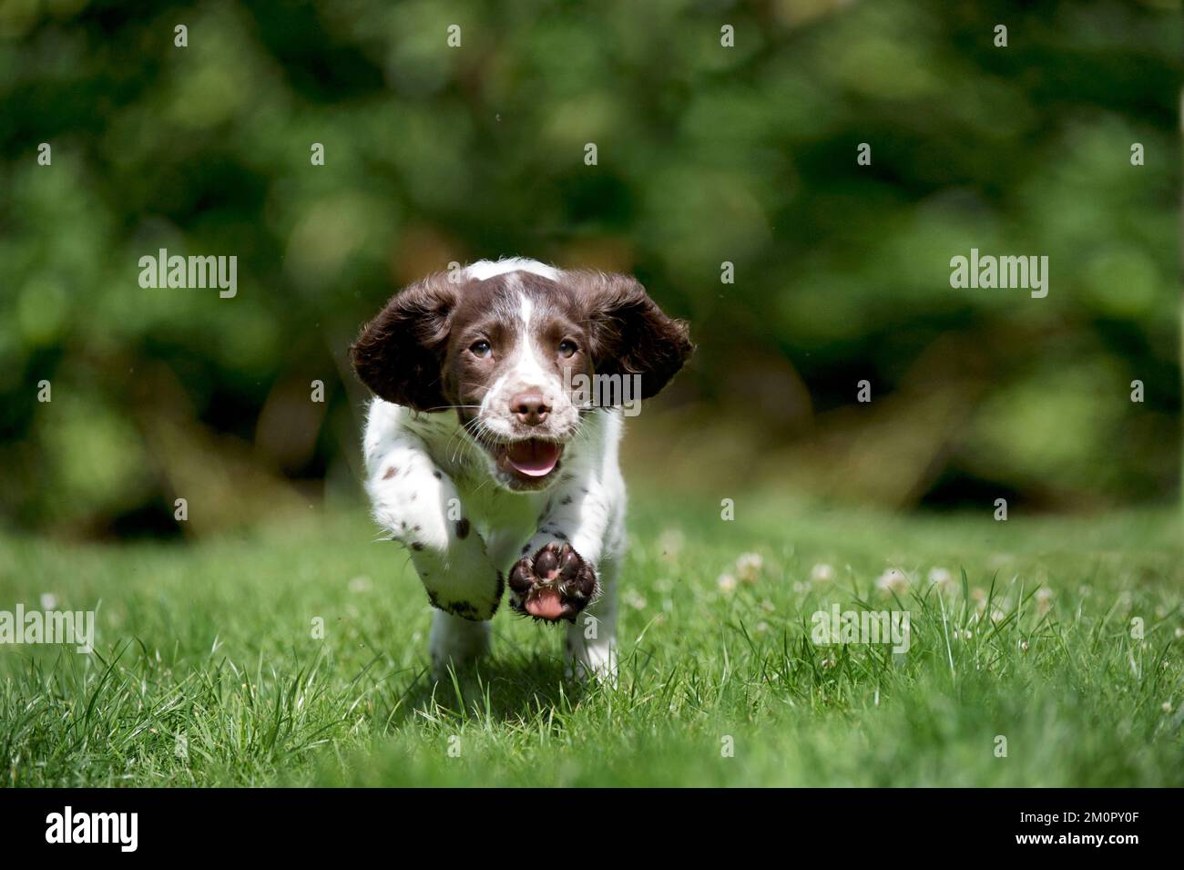 HUND - Englischer springer-Spaniel-Welpe, der reinläuft Stockfoto