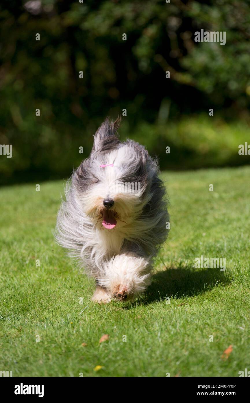 HUND - Bärtiger Collie läuft im Garten Stockfoto