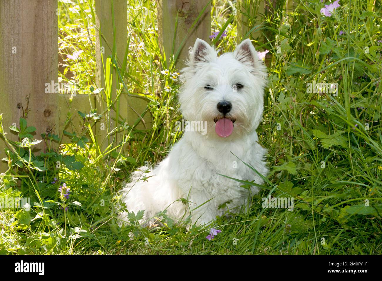 HUND - Weißer Terrier im westlichen Hochland im Garten Stockfoto
