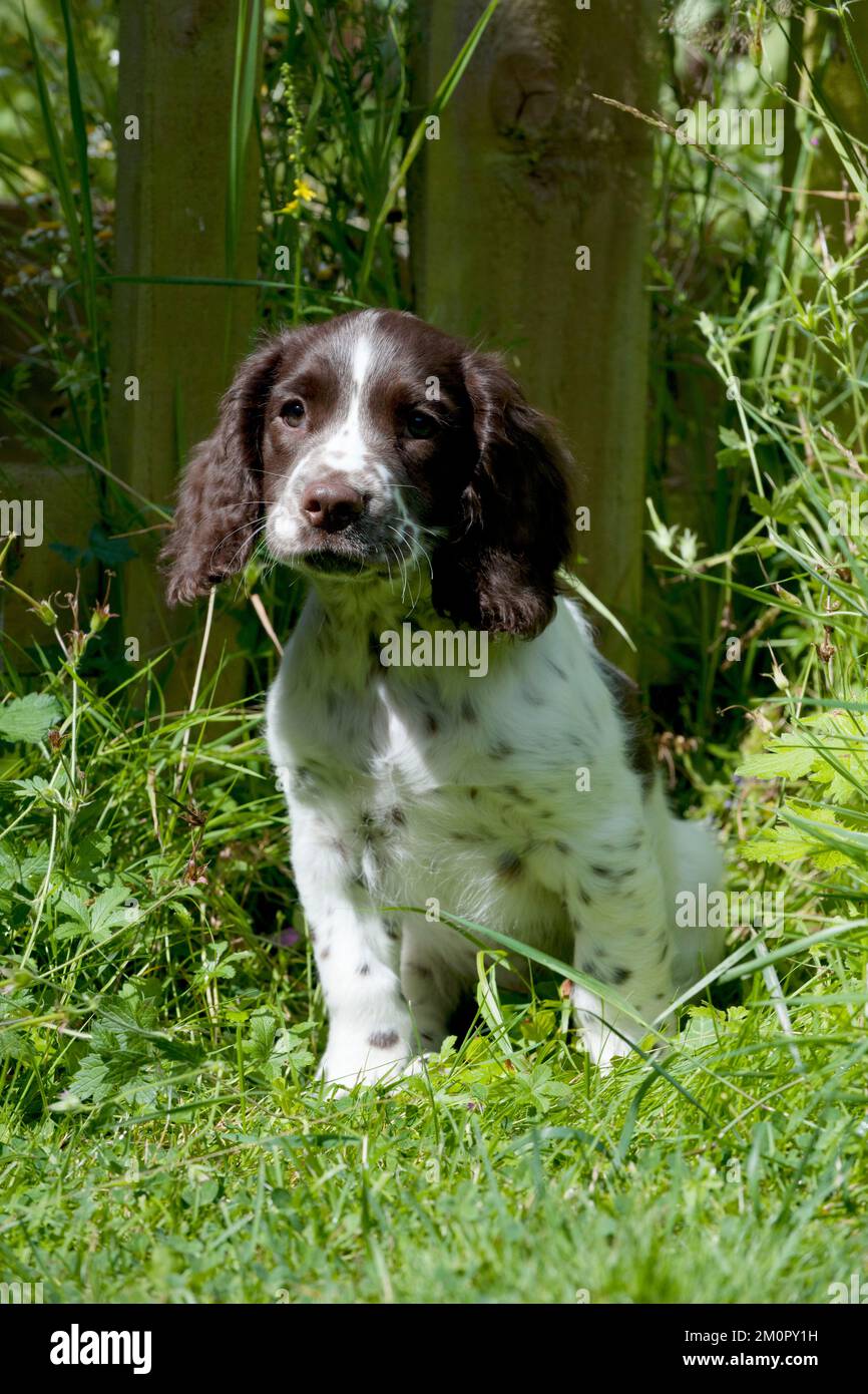 HUND - Englischer springer-Spaniel-Welpe im Raum Stockfoto