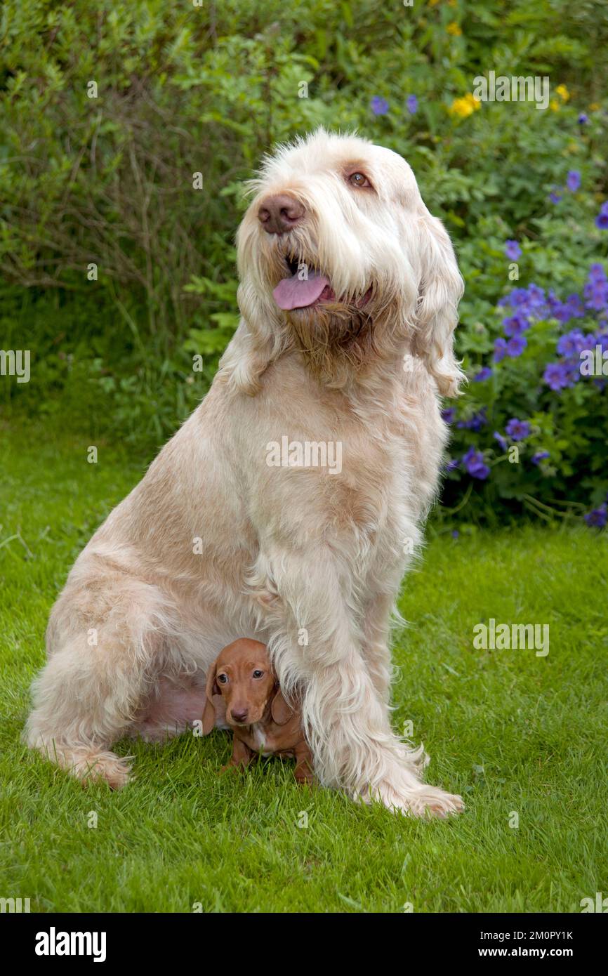 HUND - Spinone mit Miniatur, kurzen Haaren Stockfoto