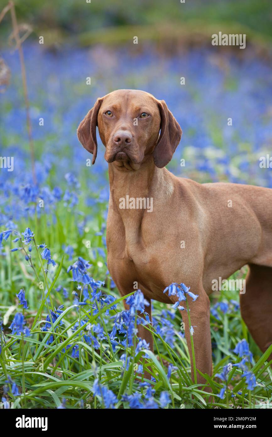 DOG - Ungarische Vizsla, die in Blauglocken steht Stockfoto