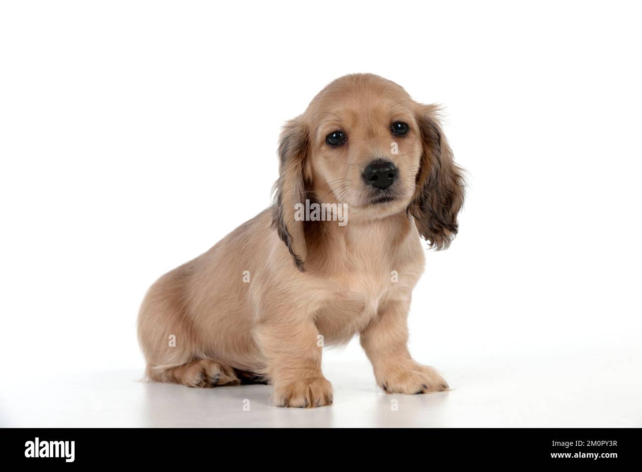 Hund - Dachshund 7 Wochen altes Hündchen Stockfoto