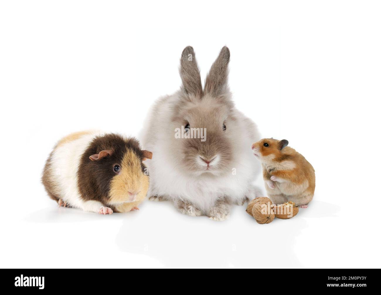 Meerschweinchen, Zwerg, Löwenkopf, Kaninchen und Hamster Stockfoto