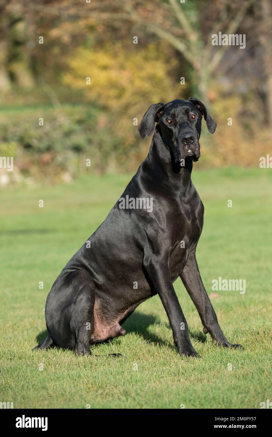 HUND - däne sitzt im Park Stockfoto