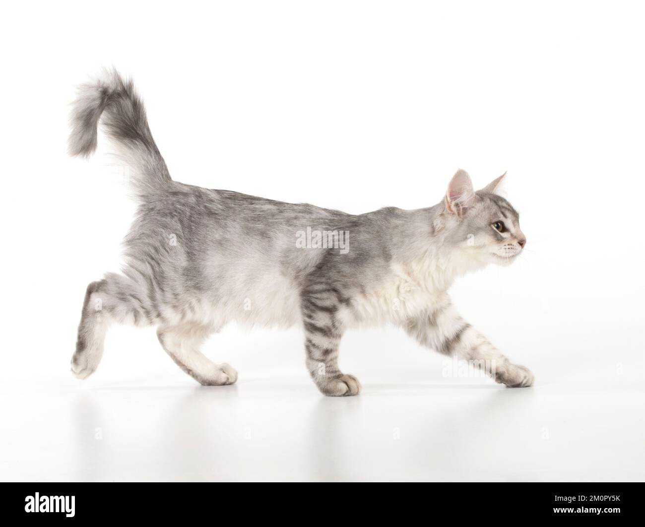 KAT. Tiffanie-Katze (schwarz-silber) Stockfoto