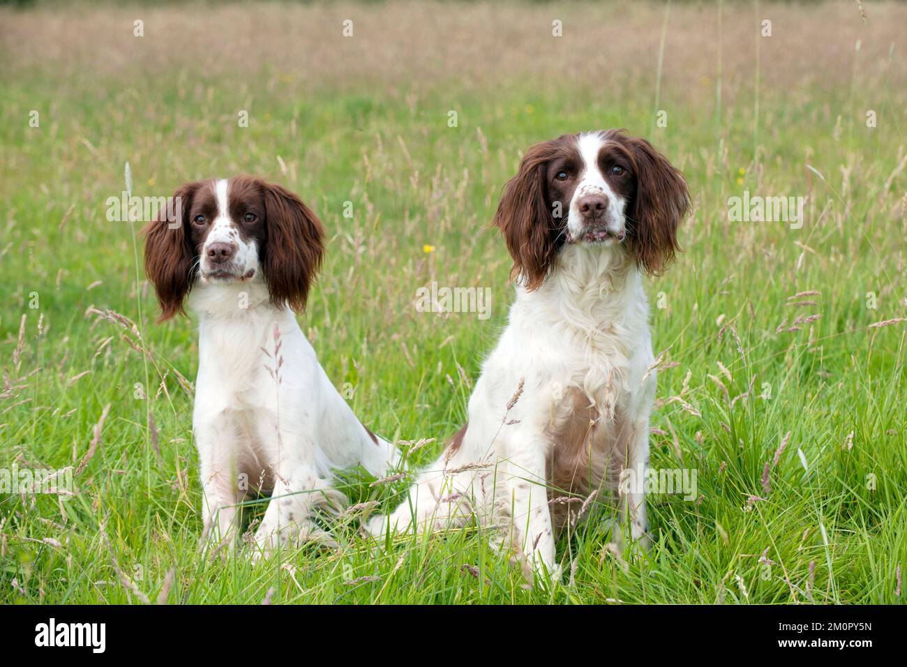 Englische Hunde-Springer-Spanier Stockfoto