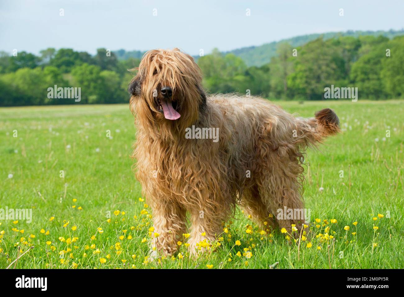 Hund Briard Stockfoto