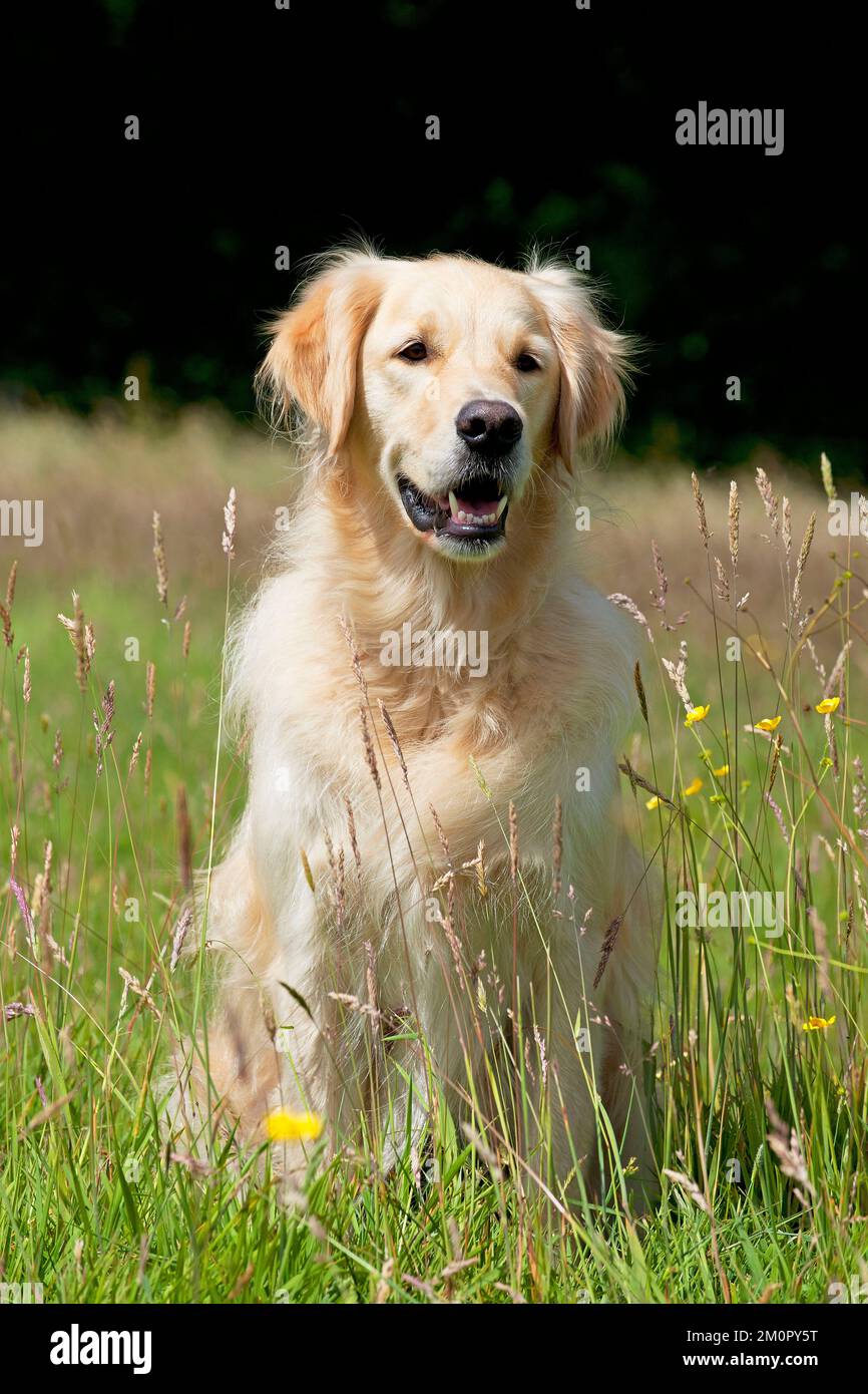 Hund Golden Retriever Stockfoto
