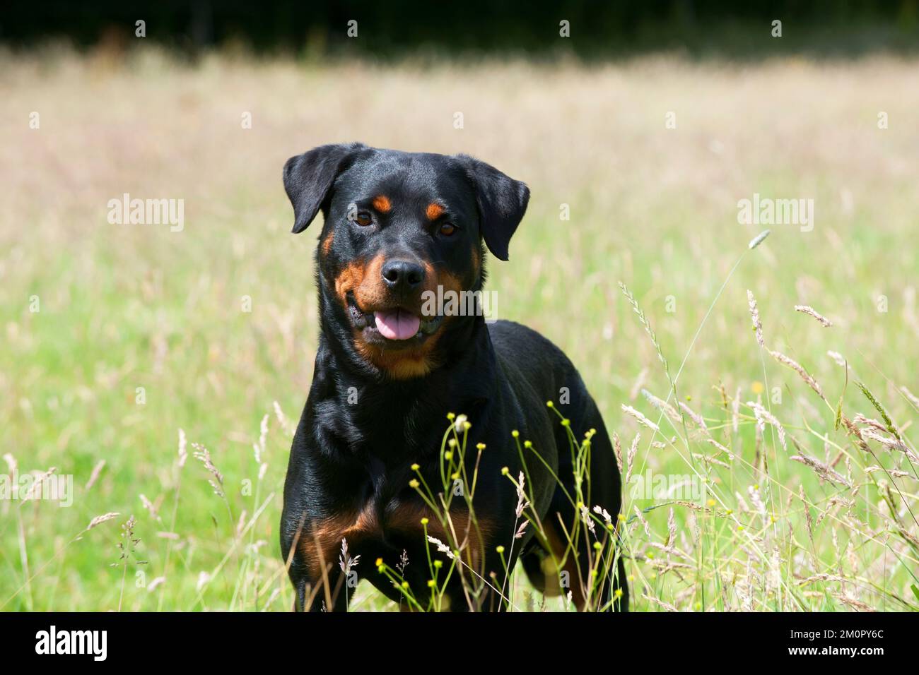 Hund Rottweiler Stockfoto