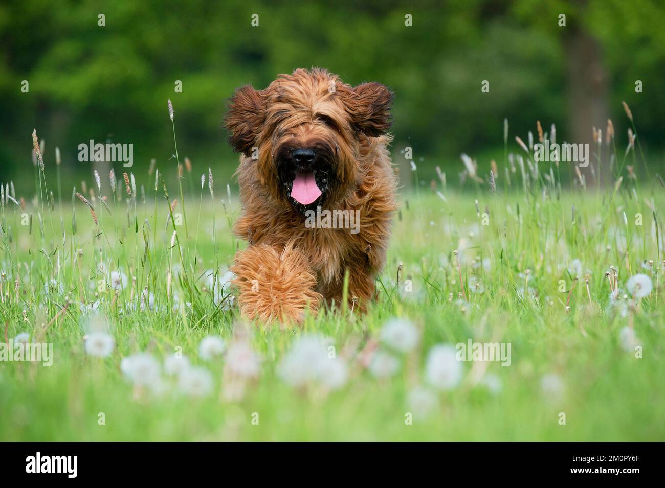 Hund Briard Stockfoto