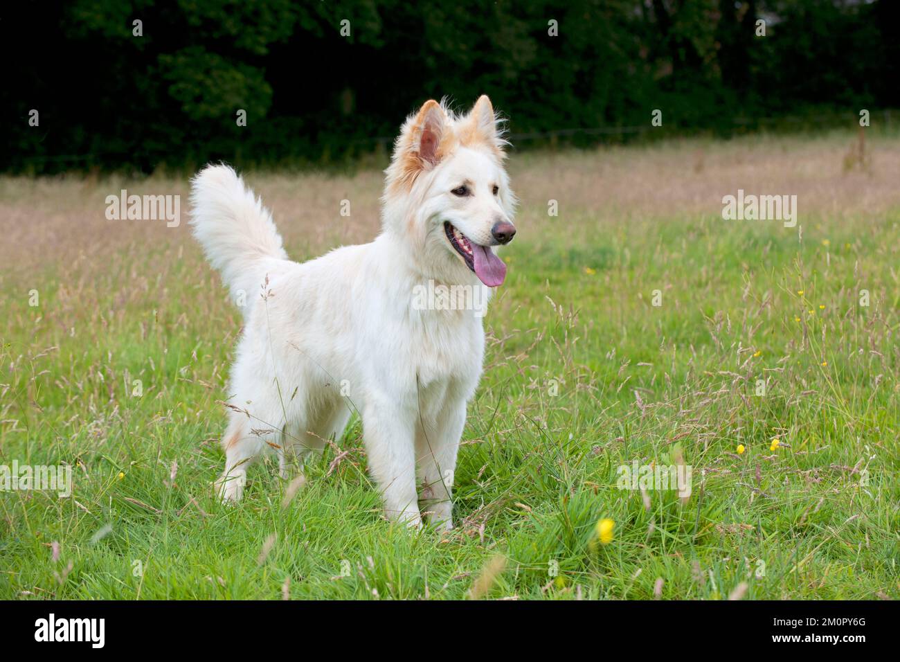 Hund Weißer Deutscher Hirte Stockfoto